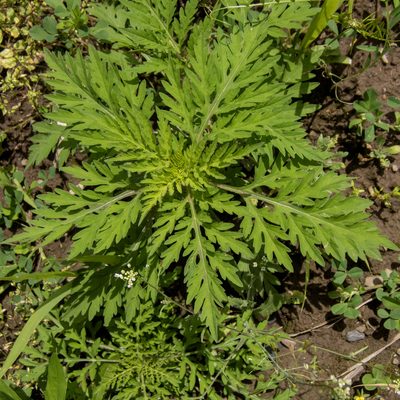 Ambrosia artemisiifolia, photographed by Randy A Nonenmacher