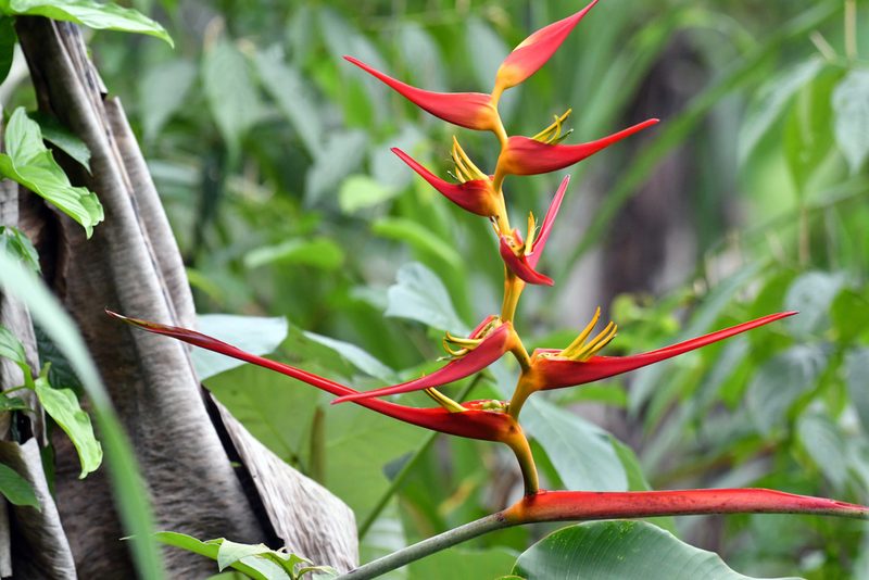 Heliconia latispatha, photographed by Tom Kennedy