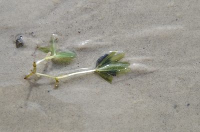Halophila engelmannii, photographed by Eric Knight