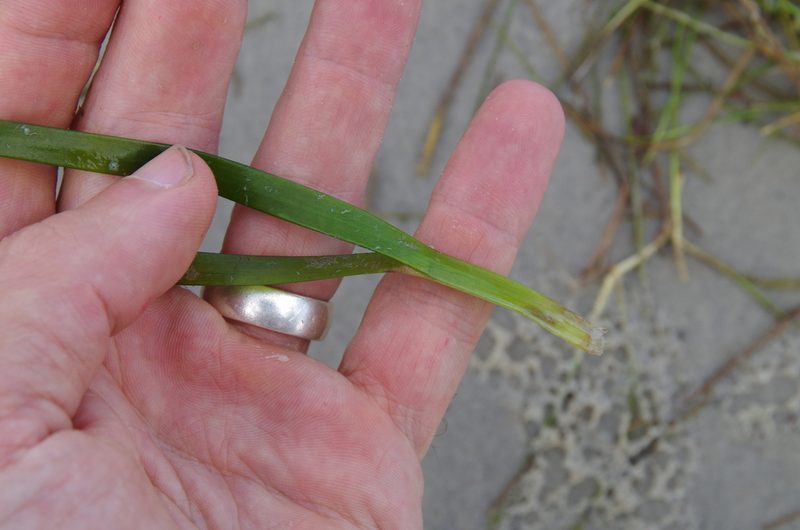 Thalassia testudinum, photographed by Eric Knight