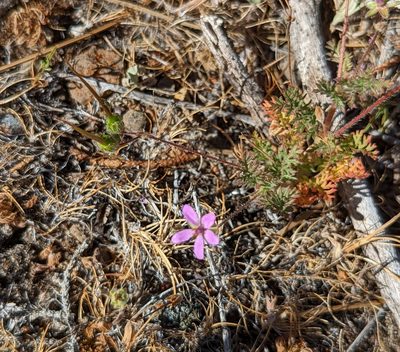 Erodium cicutarium, photographed by Dominic Gentilcore