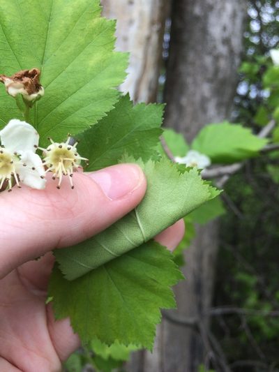 Crataegus schuettei, photographed by Étienne Lacroix-Carignan