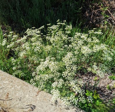 Conium maculatum, photographed by Dominic Gentilcore