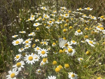 Anthemis cotula