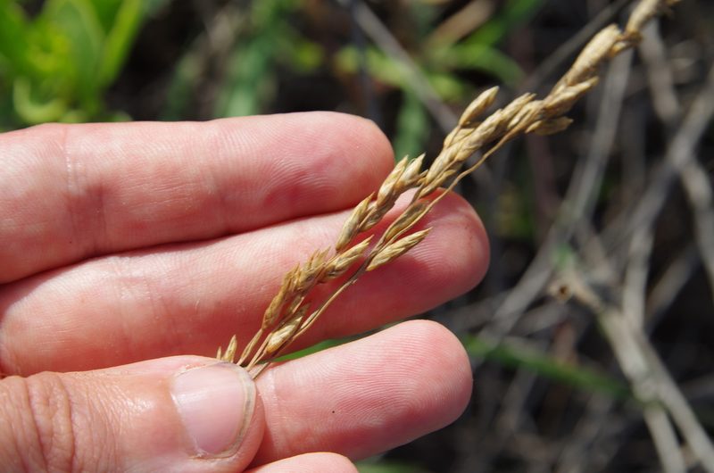 Vaseyochloa multinervosa, photographed by Eric Knight