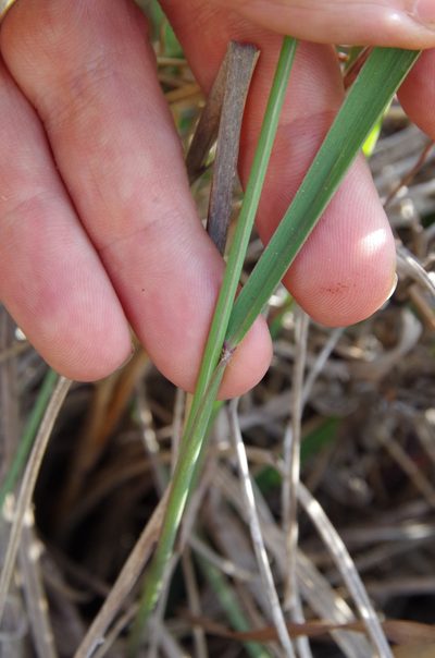 Vaseyochloa multinervosa, photographed by Eric Knight