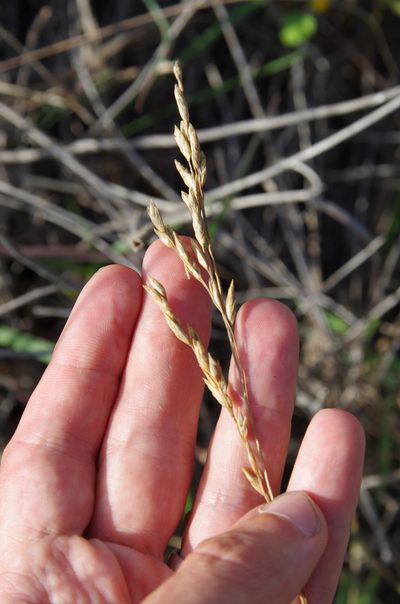 Vaseyochloa multinervosa, photographed by Eric Knight