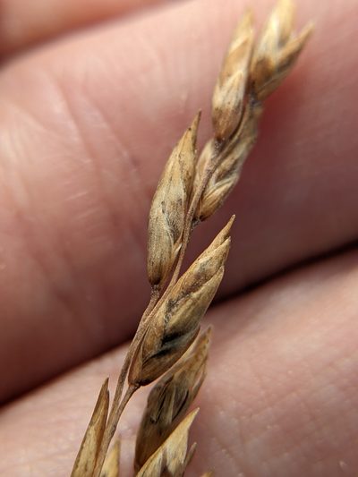 Vaseyochloa multinervosa, photographed by Eric Knight