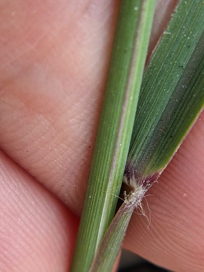 Vaseyochloa multinervosa, photographed by Eric Knight