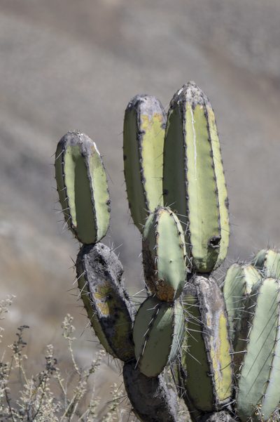 Armatocereus matucanensis, photographed by David F. Belmonte