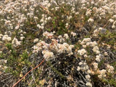 Eriogonum fasciculatum, photographed by Jess Mullins