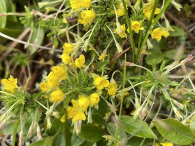 Hudsonia ericoides, photographed by Pete Grannis