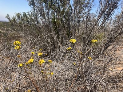 Deinandra fasciculata, photographed by Jess Mullins