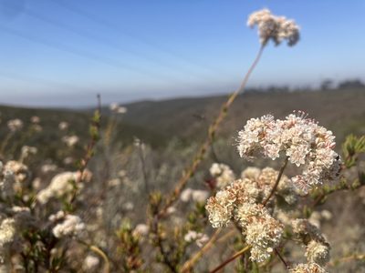 Eriogonum fasciculatum, photographed by Jess Mullins