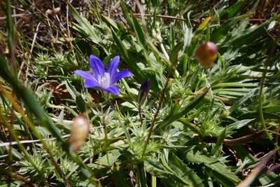 Brodiaea terrestris, photographed by paulexcoff