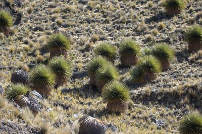Puya raimondii, photographed by David F. Belmonte