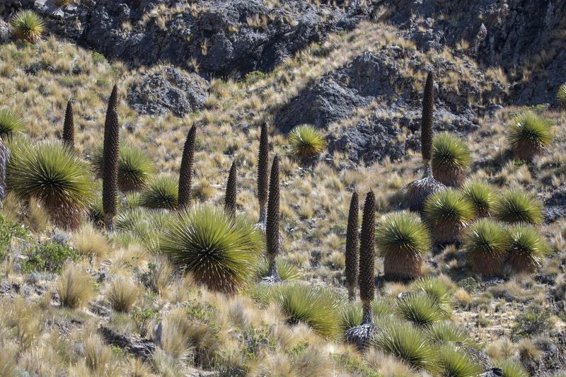 Puya raimondii, photographed by David F. Belmonte