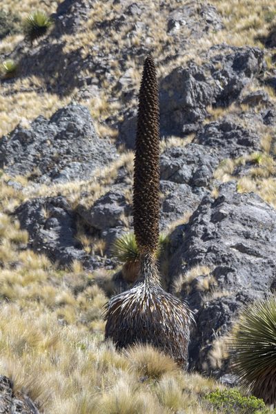 Puya raimondii, photographed by David F. Belmonte