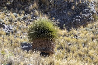 Puya raimondii, photographed by David F. Belmonte