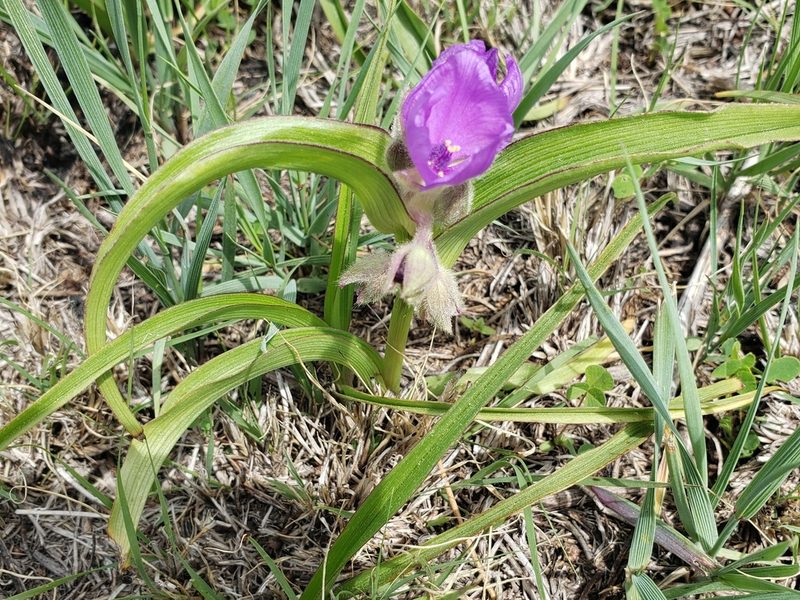 Tradescantia bracteata, photographed by Jody Shugart