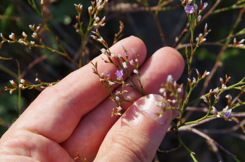 Limonium carolinianum, photographed by Eric Knight
