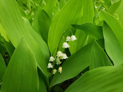 Convallaria majalis, photographed by Jody Shugart