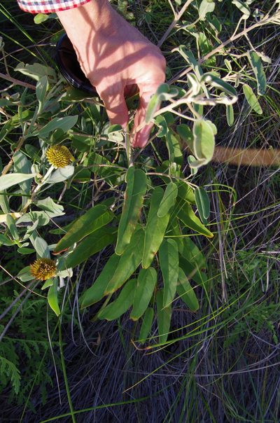 Croton parksii, photographed by Eric Knight