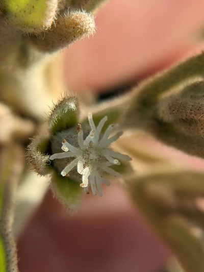 Croton parksii, photographed by Eric Knight