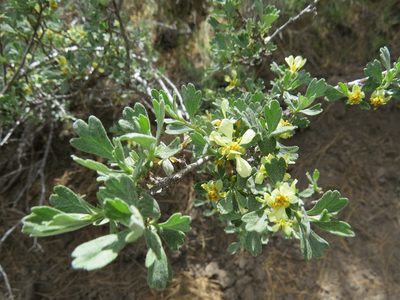 Purshia tridentata, photographed by Garth Harwood