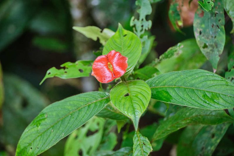 Palicourea tomentosa, photographed by Shawn O'Donnell