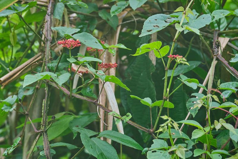 Cissus erosa, photographed by Shawn O'Donnell