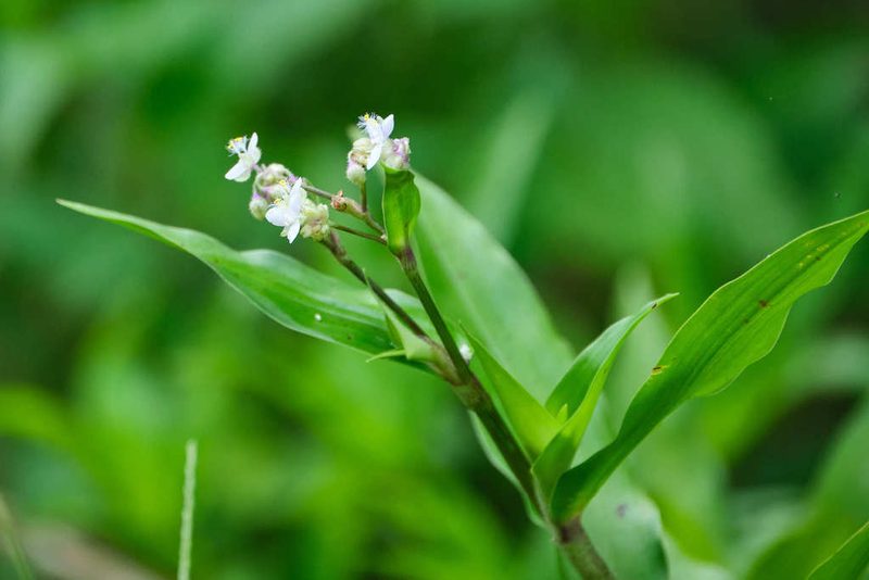 Tripogandra serrulata, photographed by Shawn O'Donnell