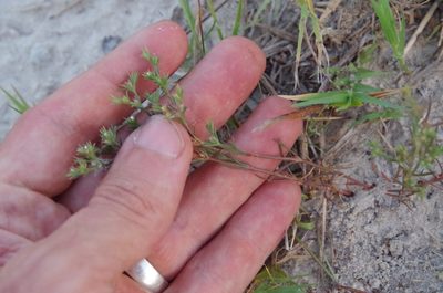 Polypremum procumbens, photographed by Eric Knight