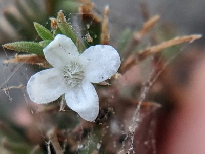 Polypremum procumbens