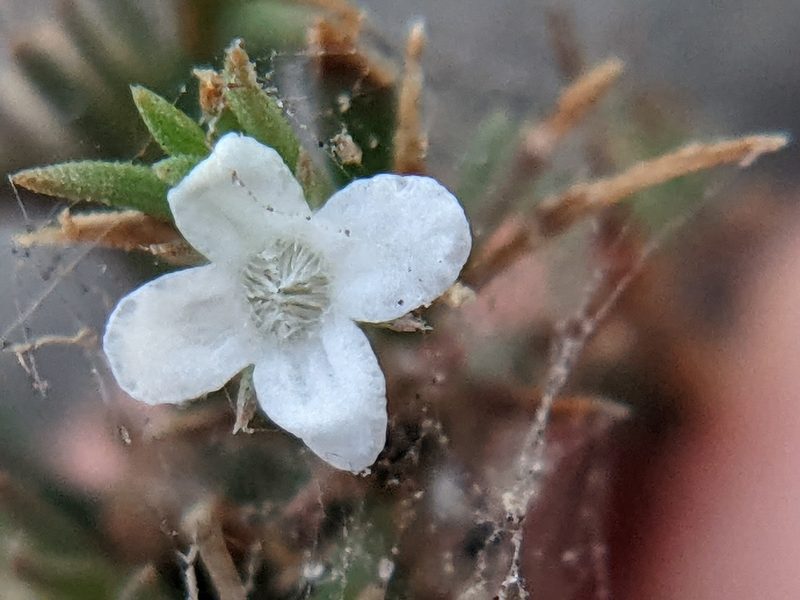 Polypremum procumbens, photographed by Eric Knight