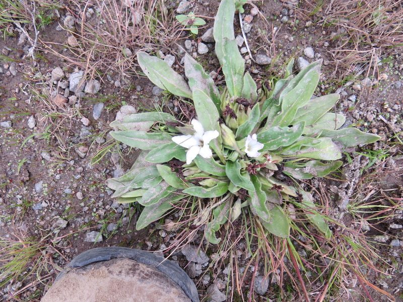 Hesperochiron nanus, photographed by Garth Harwood