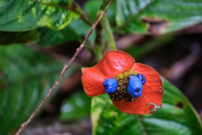 Palicourea tomentosa, photographed by Shawn O'Donnell