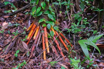 Synechanthus fibrosus, photographed by Shawn O'Donnell
