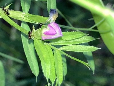 Vicia sativa, photographed by Joseph McPhail