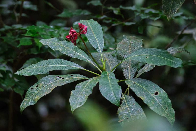 Palicourea elata, photographed by Shawn O'Donnell