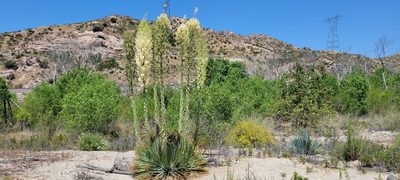 Hesperoyucca whipplei