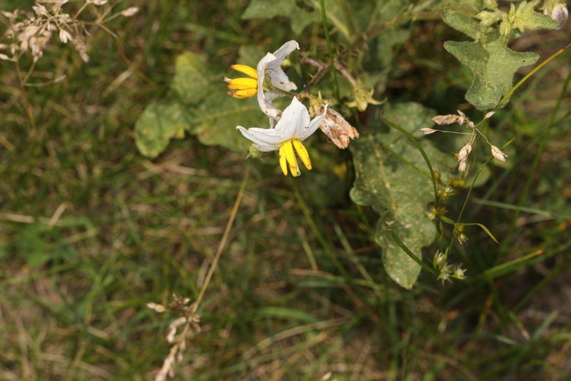 Solanum carolinense, photographed by Judy Gallagher