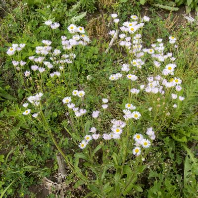 Erigeron philadelphicus, photographed by Randy A Nonenmacher