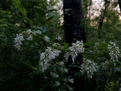 Ligustrum obtusifolium, photographed by Daniel McClosky