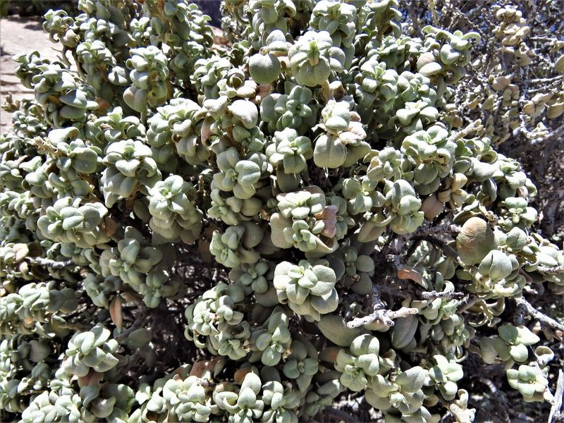 Shepherdia rotundifolia, photographed by Annika Lindqvist