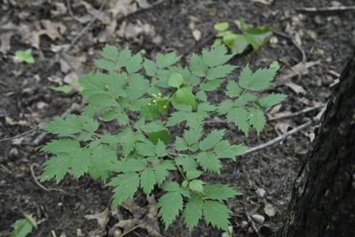 Actaea rubra