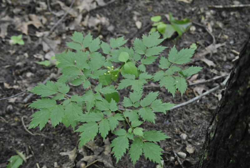 Actaea rubra, photographed by Skyler Principe