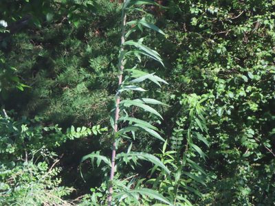 Lactuca canadensis, photographed by Eric Schmidt