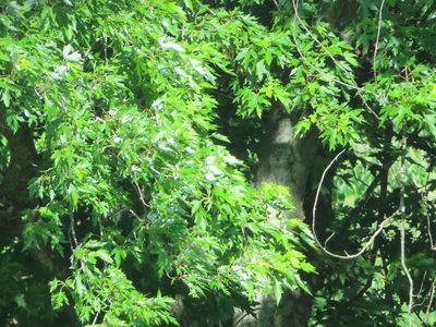 Acer saccharinum, photographed by Eric Schmidt