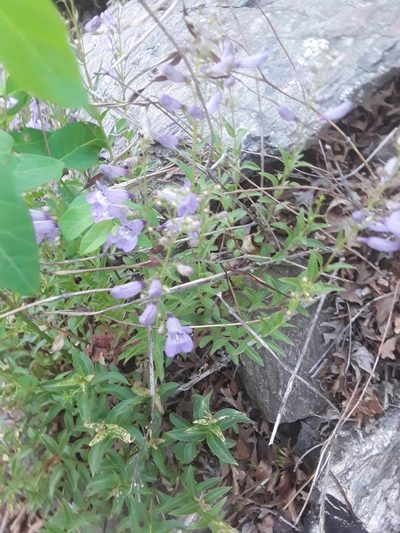 Penstemon platyphyllus, photographed by Jared Tholen